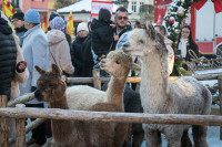  ORSZAK TRZECH KRÓLI 